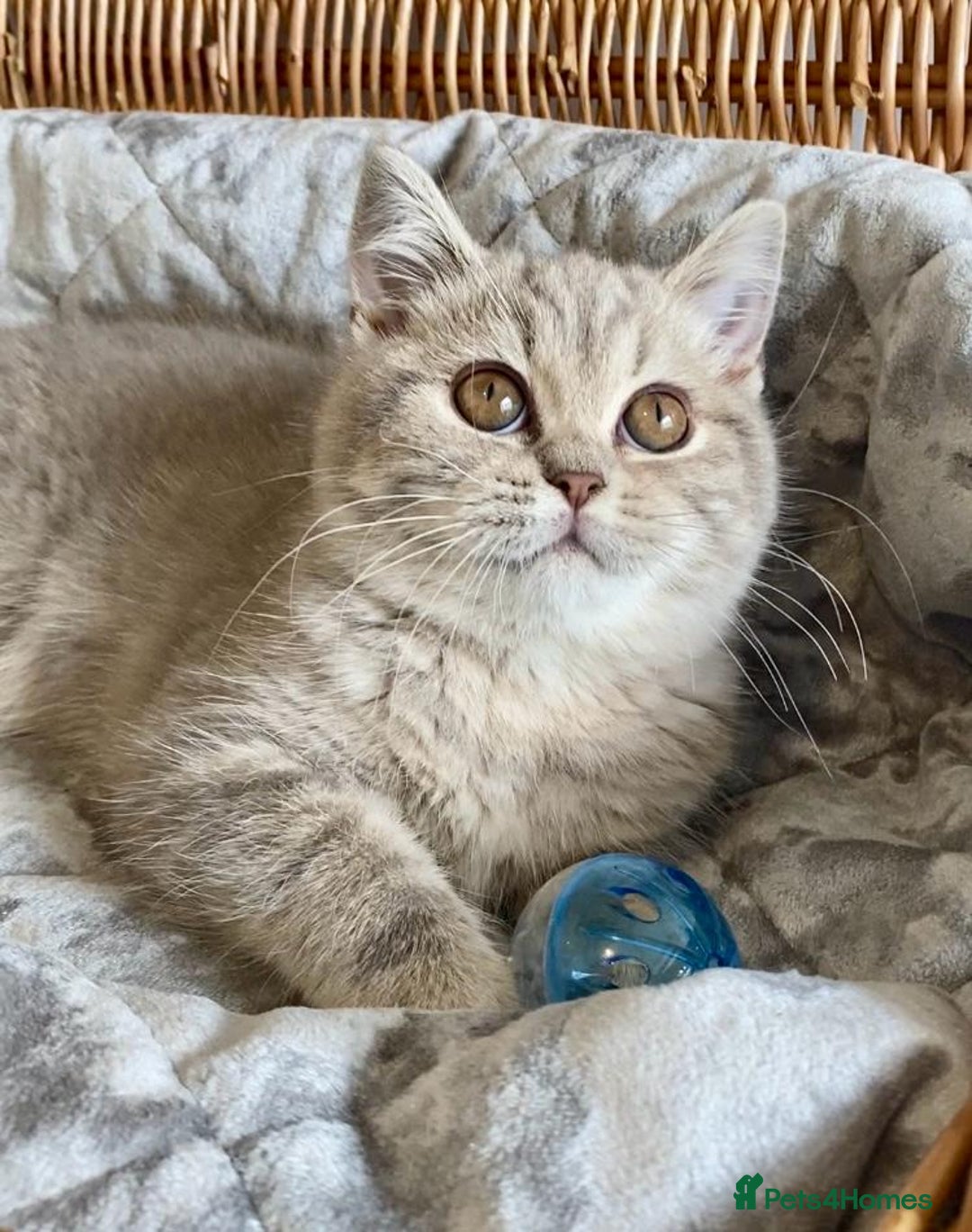 Scottish Fold cats for sale: 🧸😻ABSOLUTELY BEAUTIFUL TICA SCOTTISH/BSH😻🧸 - Advert 8