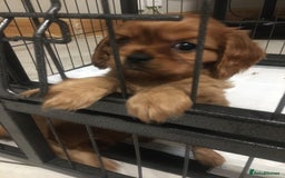Cavalier King Charles Spaniel dogs for sale: Stunning King Charles cavalier pups (ruby)  - Image 8