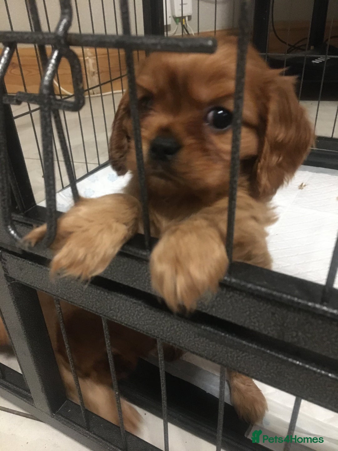 Cavalier King Charles Spaniel dogs for sale: Stunning King Charles cavalier pups (ruby)  - Image 8