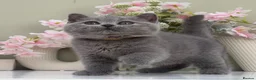 British Shorthair cats for sale: Gorgeous British Kittens - Advert 7