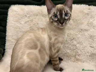 Bengal cats ⭐️ blue eyed snow lynx charcole female bengal ⭐️ - Advert 18