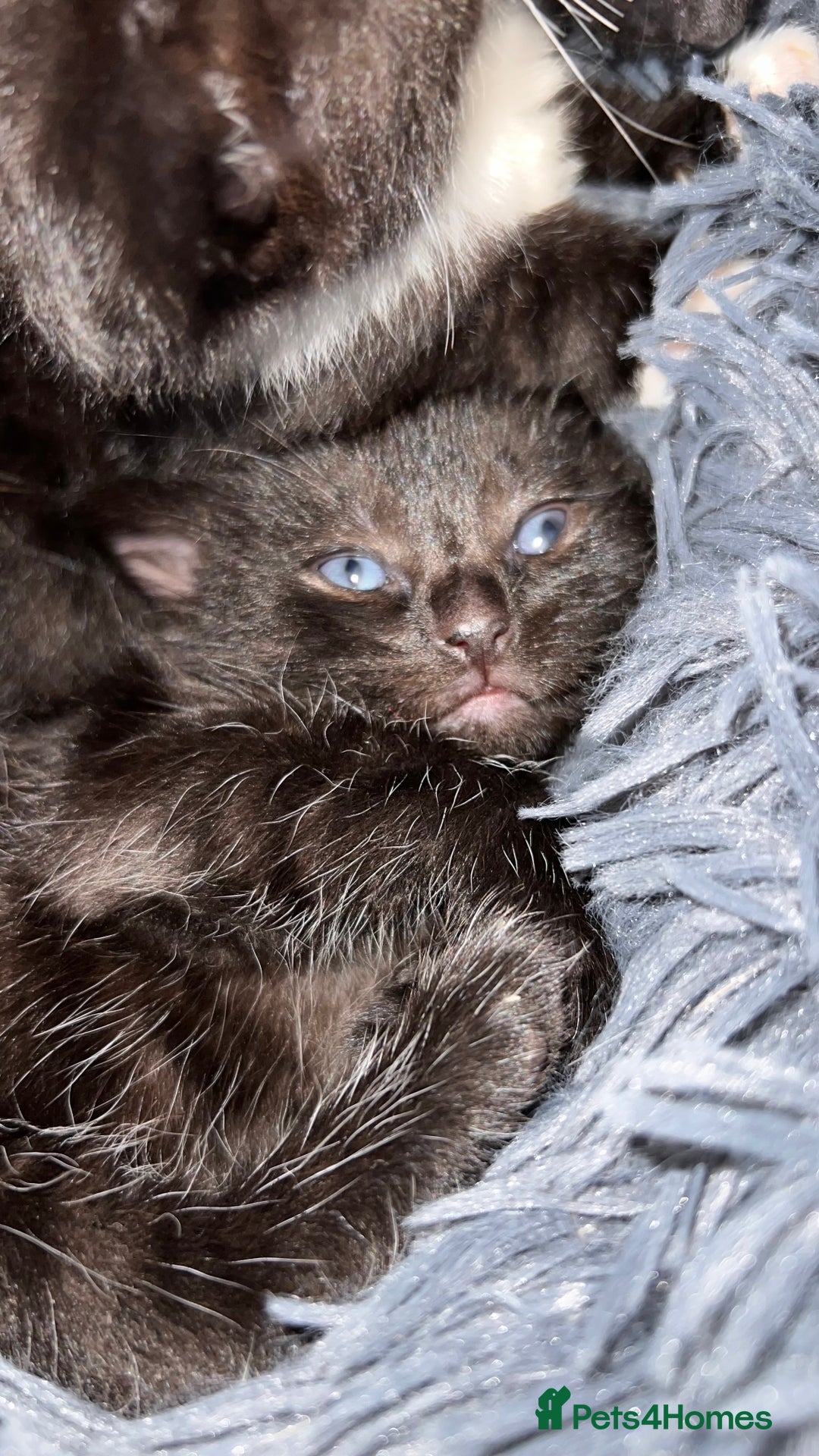 Mixed Breed cats for sale: adorable tuxedo kittens - Advert 25