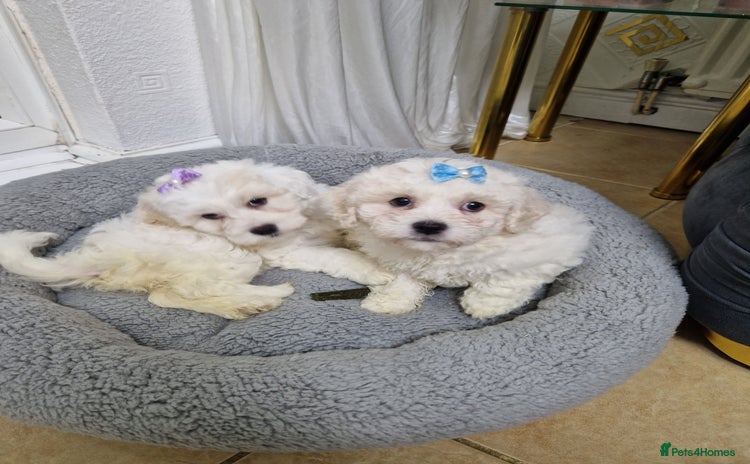 Maltipoo dogs - Advert 1