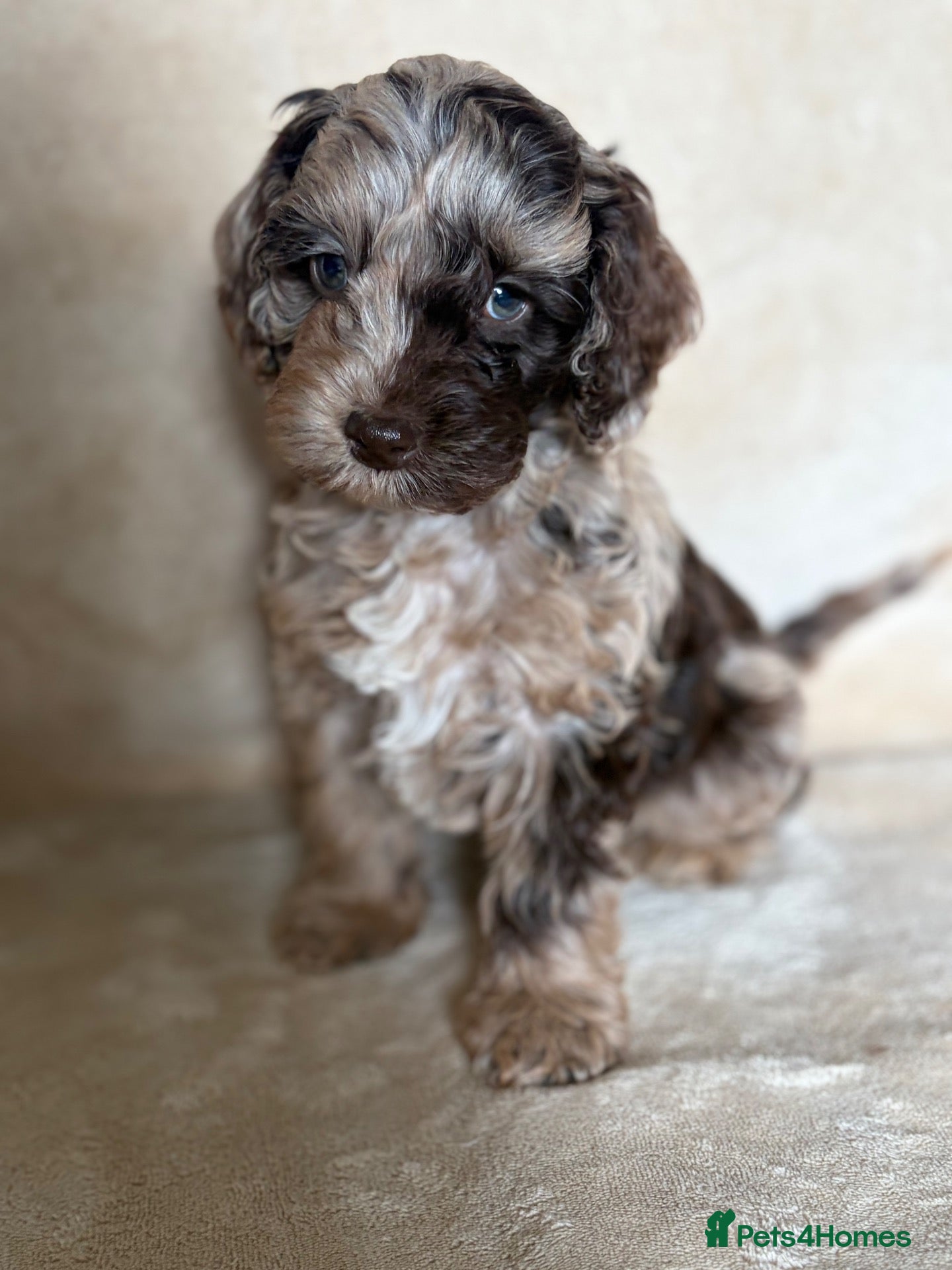 Cockapoo dogs Unique and exquisite pups  - Advert 1