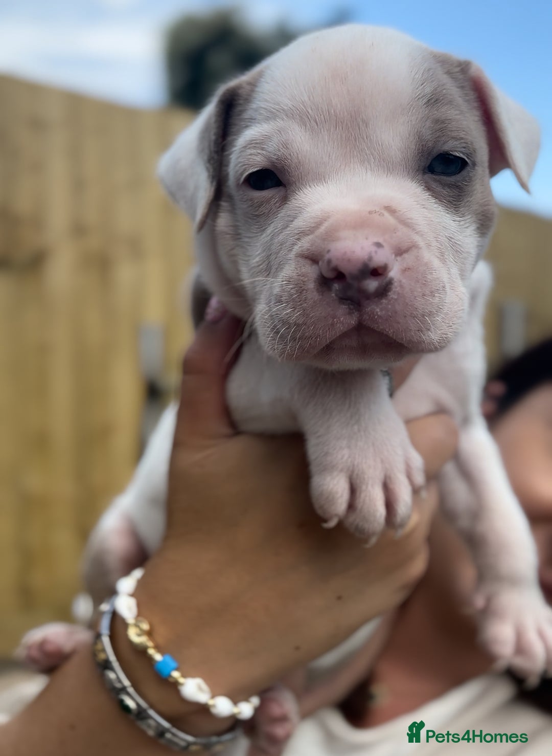 Staffordshire Bull Terrier dogs for sale: Ready now !! - Image 8