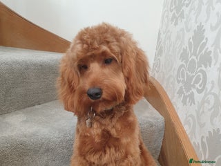 Cockapoo dogs in Kilmarnock - Advert 2