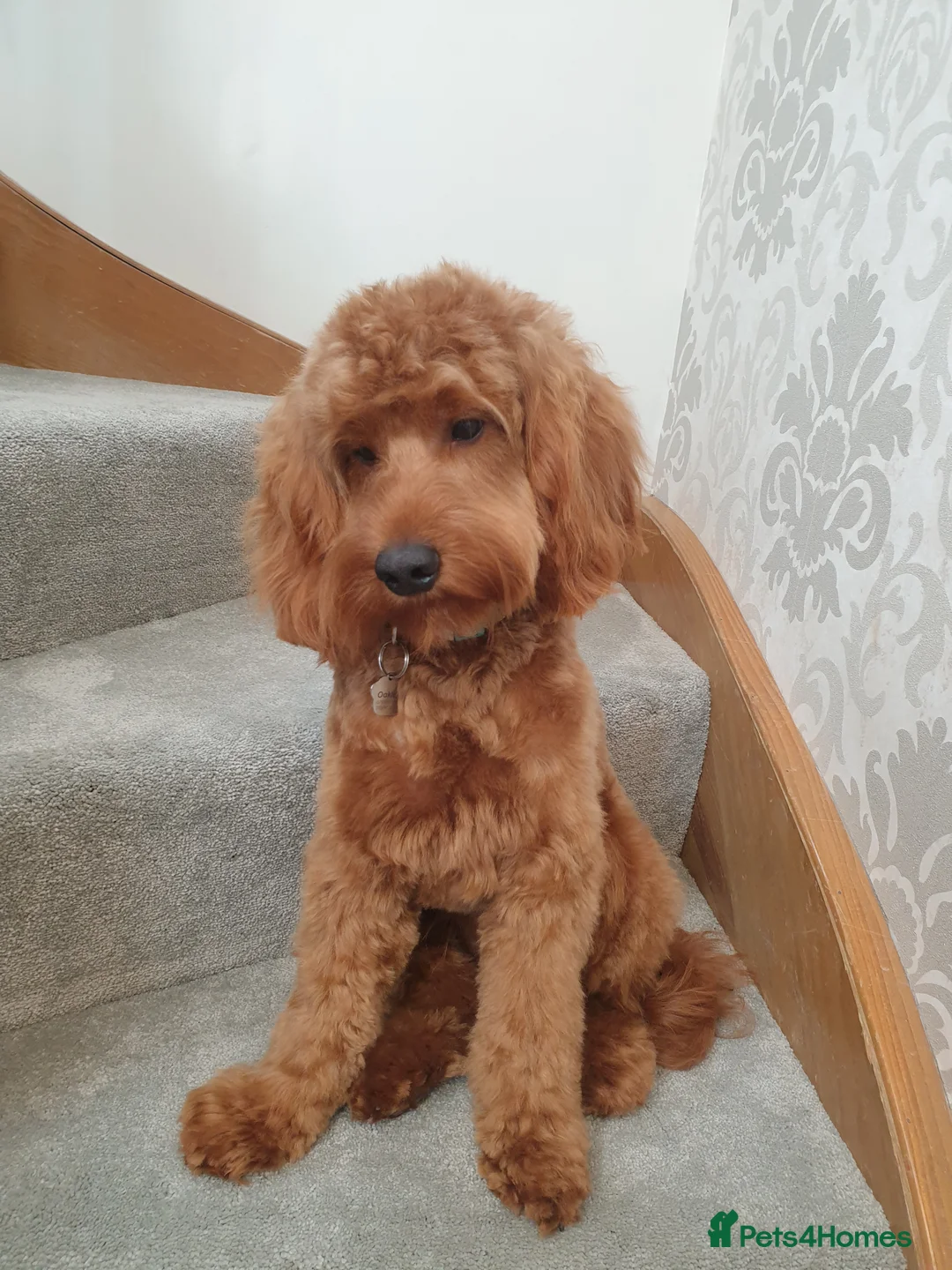 Cockapoo dogs for stud: **PROVEN**Beautiful Red F1 Cockapoo for Stud in Kilmarnock - Advert 1