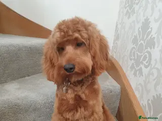 Cockapoo dogs **PROVEN**Beautiful Red F1 Cockapoo for Stud in Kilmarnock - Advert 7