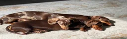 Miniature Dachshund dogs for sale: KC registered Miniature Dachshund PRA clear - Advert 3
