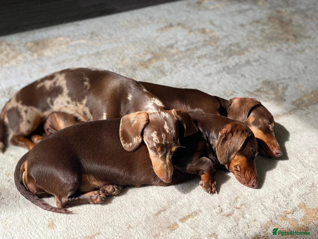 Miniature Dachshund dogs for sale: KC registered Miniature Dachshund PRA clear - Advert 3