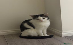 Mixed Breed cats for sale: Milo- mixed breed💙 - Image 1