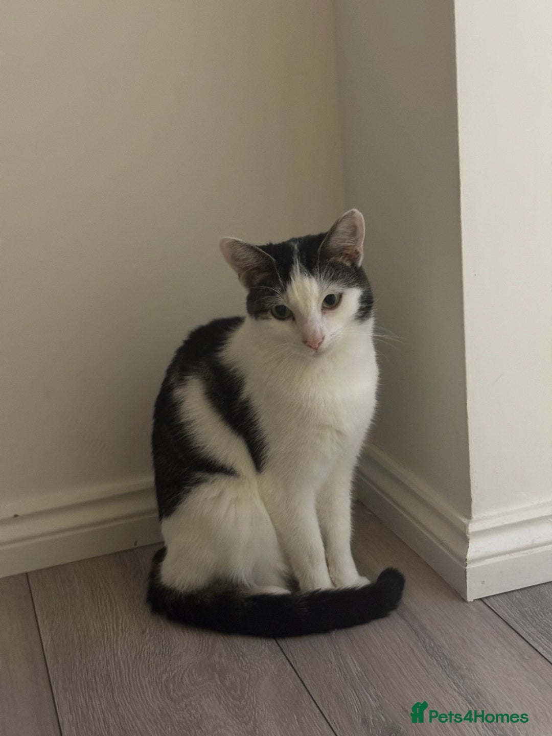 Mixed Breed cats for sale: Milo- mixed breed💙 - Image 1