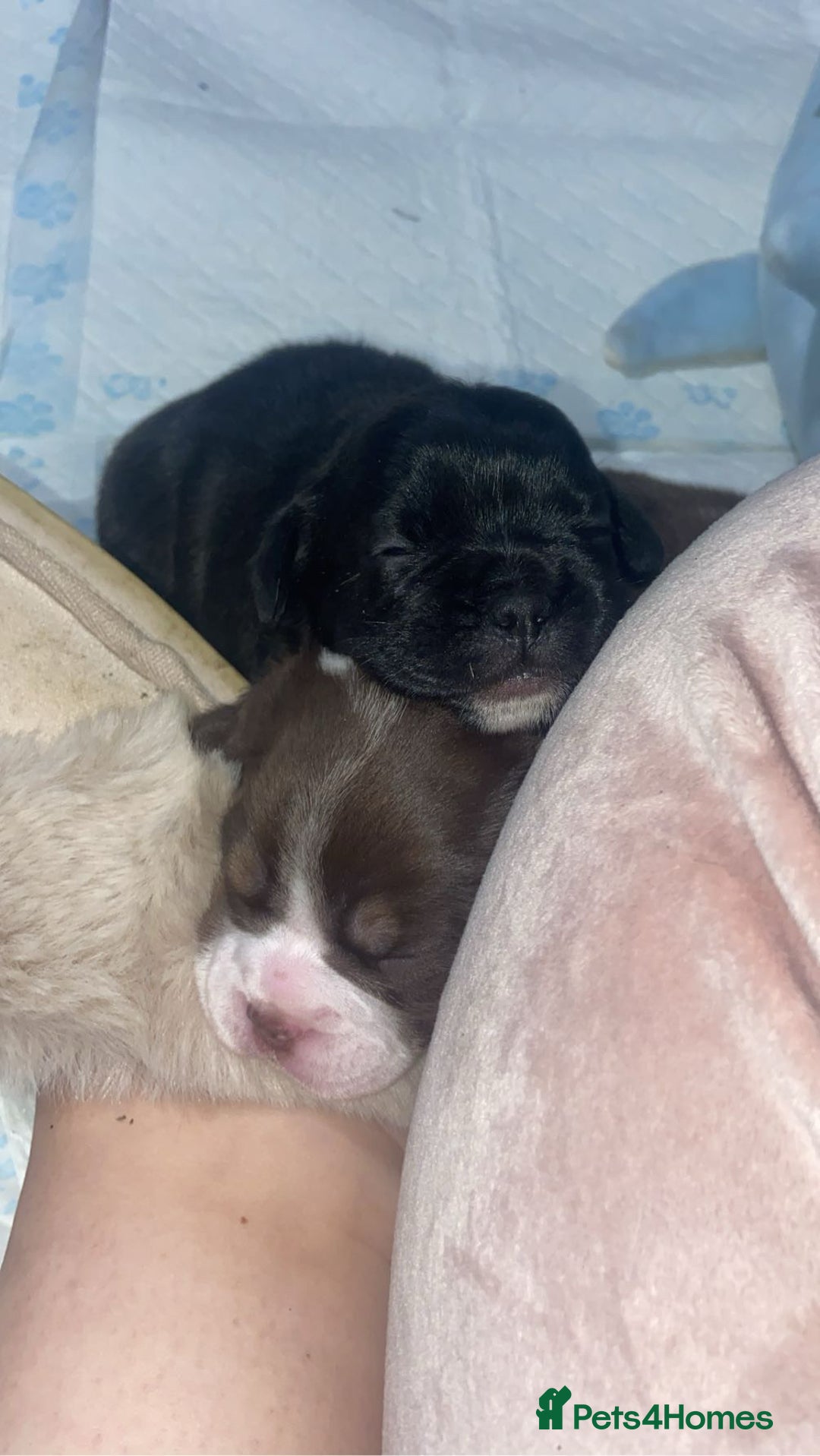 Mixed Breed dogs for sale: Only 2 beautiful girl pups left - Advert 4