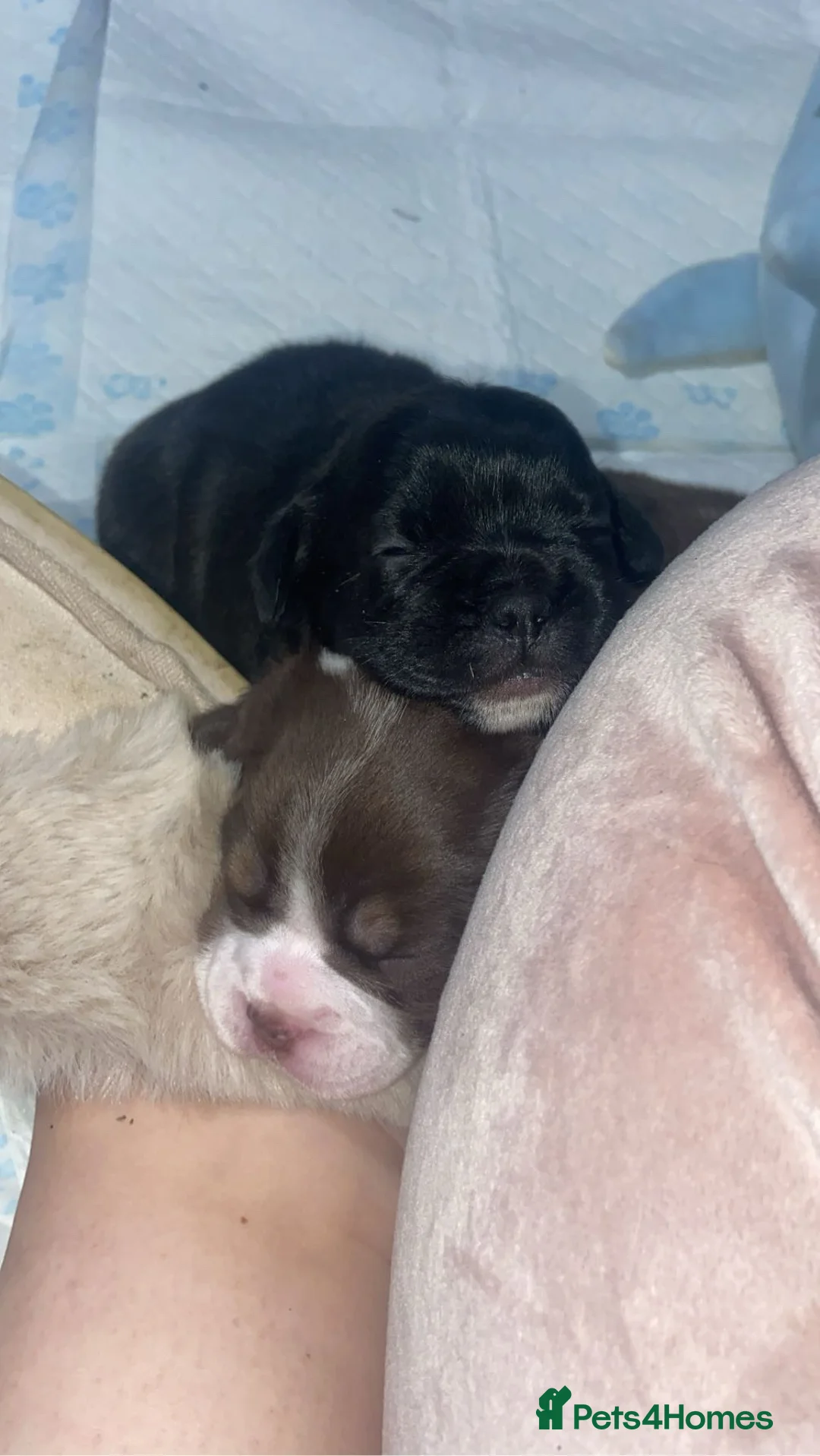 Mixed Breed dogs for sale: *REDUCED*Only 2 beautiful girl pups left - Advert 4