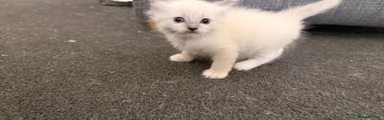 Ragdoll 1
