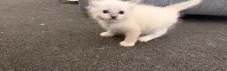 Ragdoll cats for sale: 3 Lovely Kittens Looking for Forever Homes - Advert 4