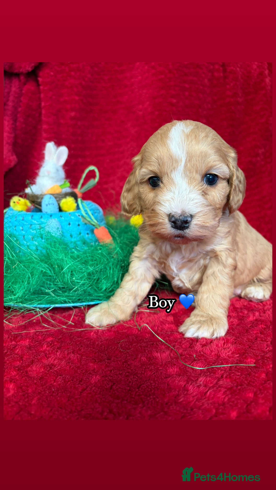 Cockapoo dogs 🌸 Stunning Multicoloured Cockapoos💙 - Advert 2