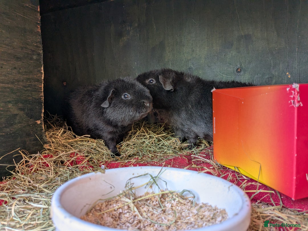 Guinea Pig rodents for sale: Teddy guinea pig boars available now  - Image 4