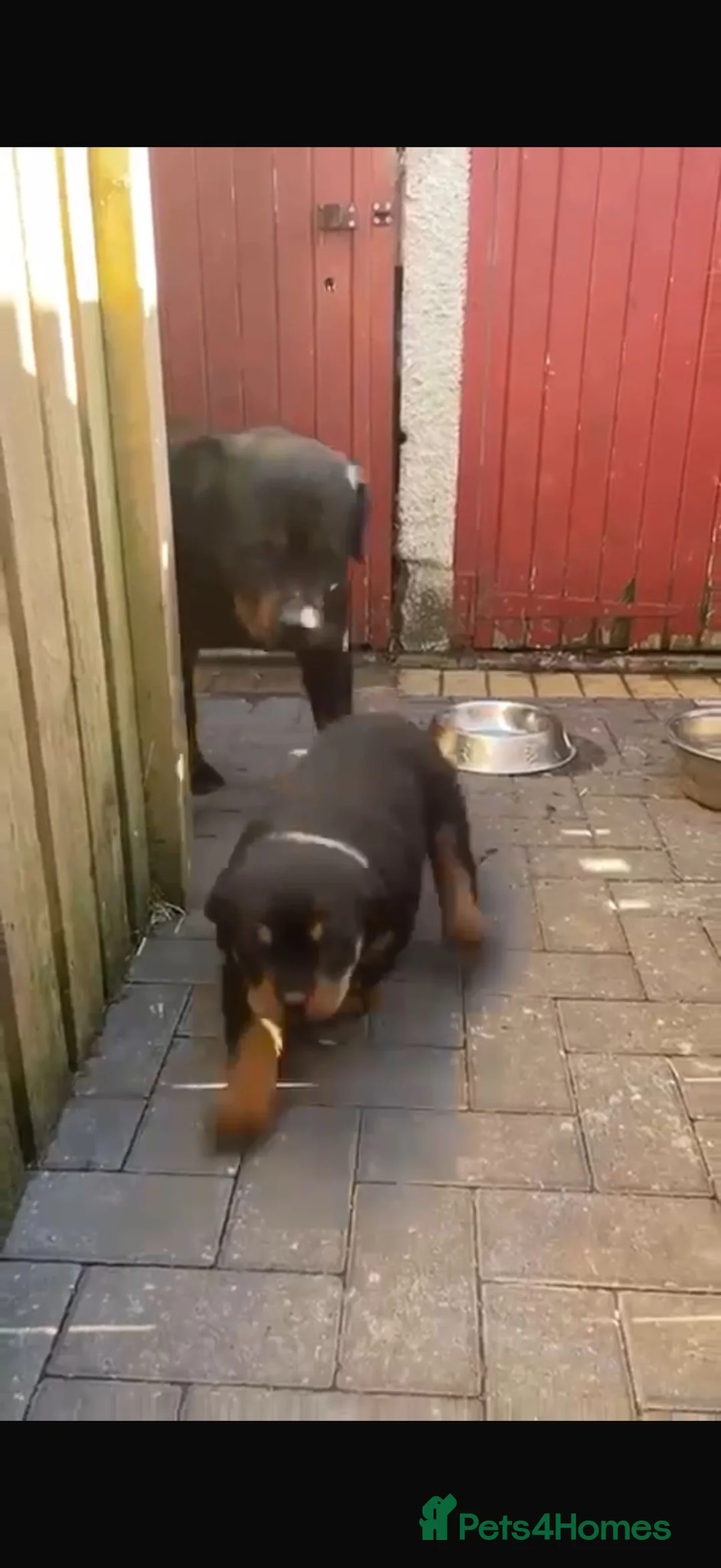 Rottweiler dogs for sale: Female Rottweiler puppie for sale   - Advert 2