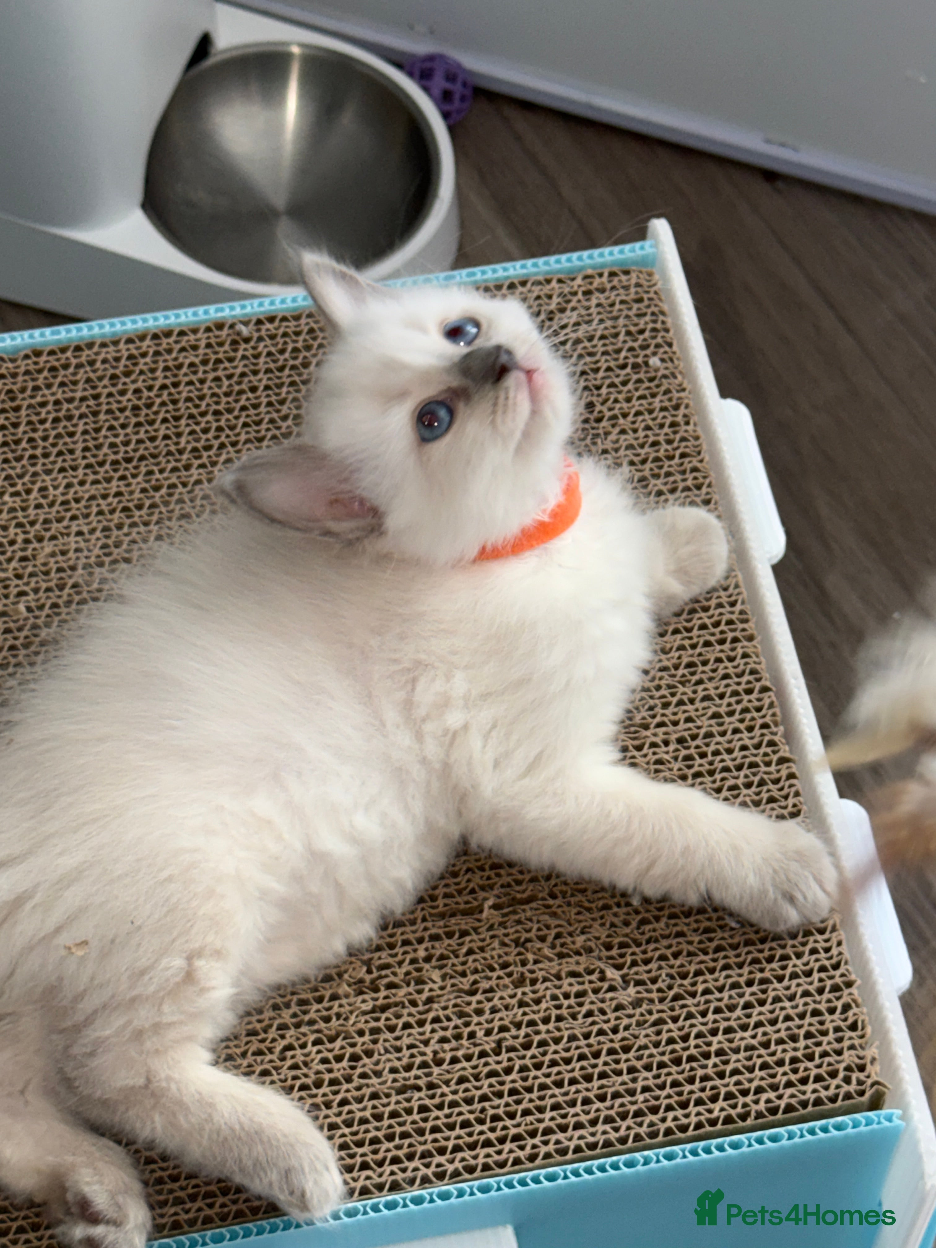 Ragdoll cats Beautiful TICA Registered Ragdoll Kittens 🩵 - Advert 2