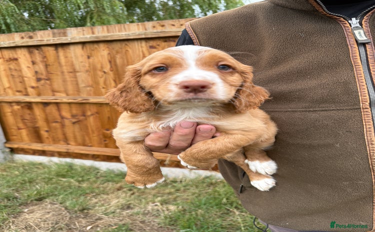 Cocker Spaniel dogs - Advert 1