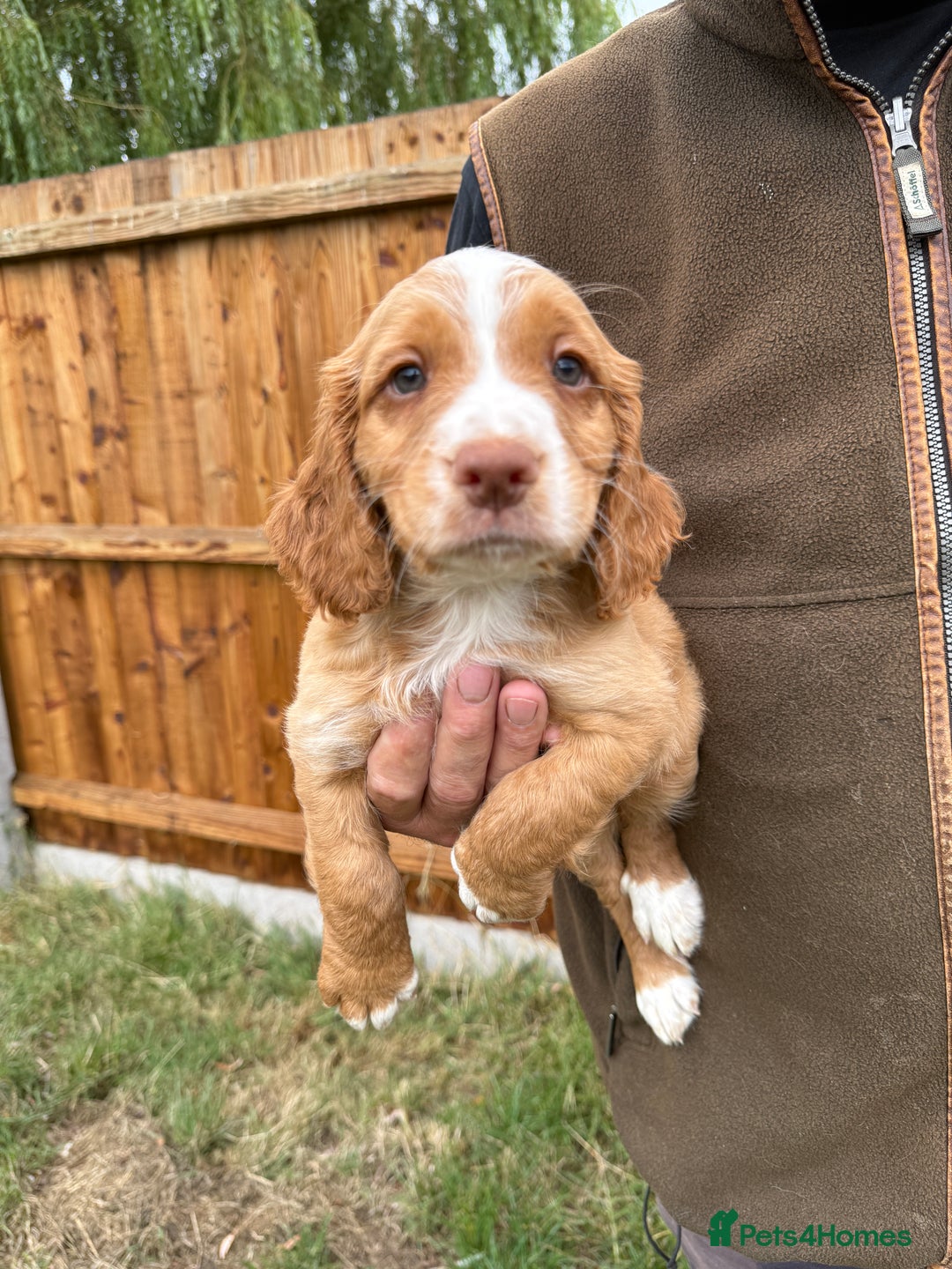 Cocker Spaniel dogs for sale: Fantastic KC REG cocker spaniel pups  - Image 1