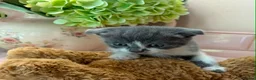 Scottish Fold cats for sale: Stunning Scottish fold & Selkirk Rex kitten  - Advert 8