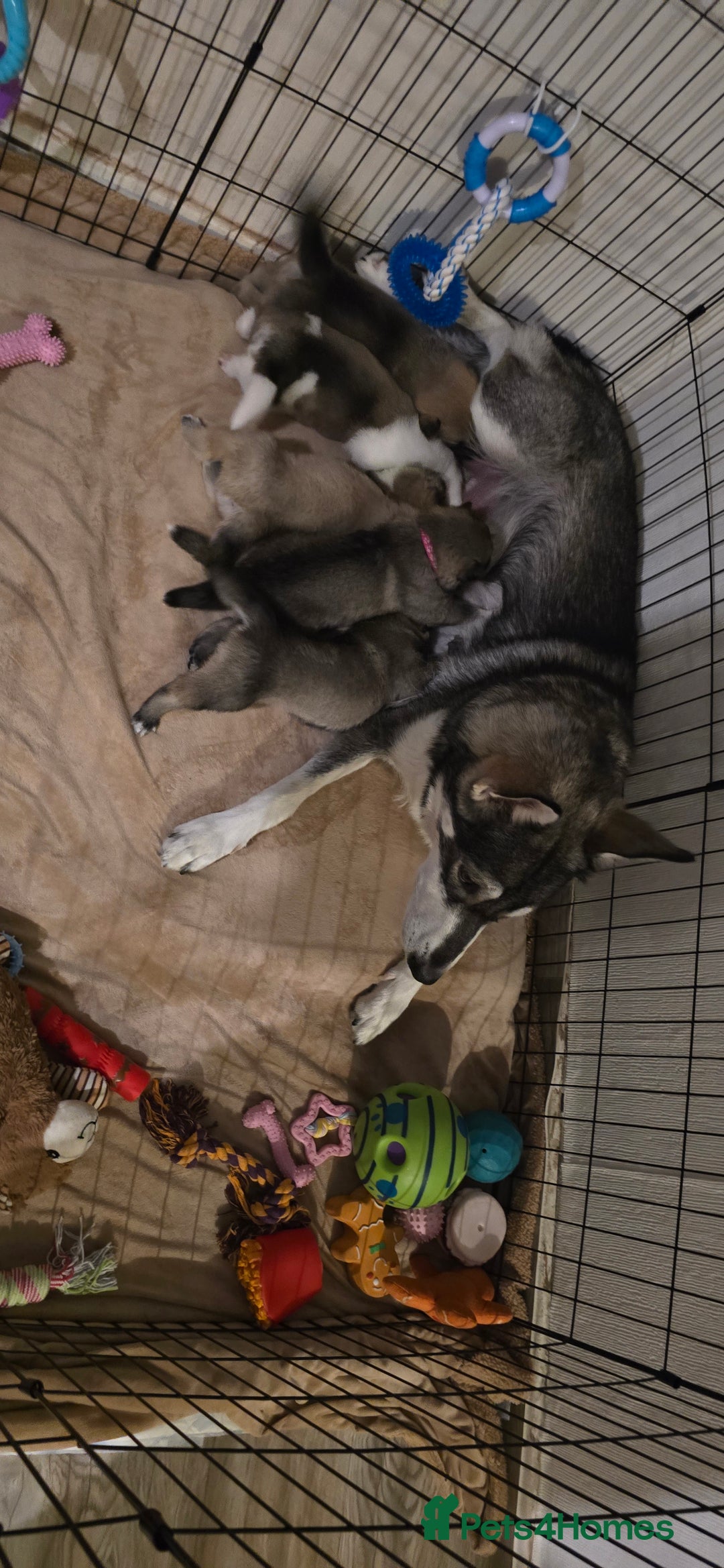 Mixed Breed dogs for sale: Northern Inuit cross American akita  - Image 32