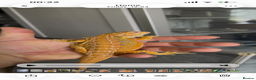Bearded Dragon reptiles for sale: Hi end bearded dragons - Advert 5