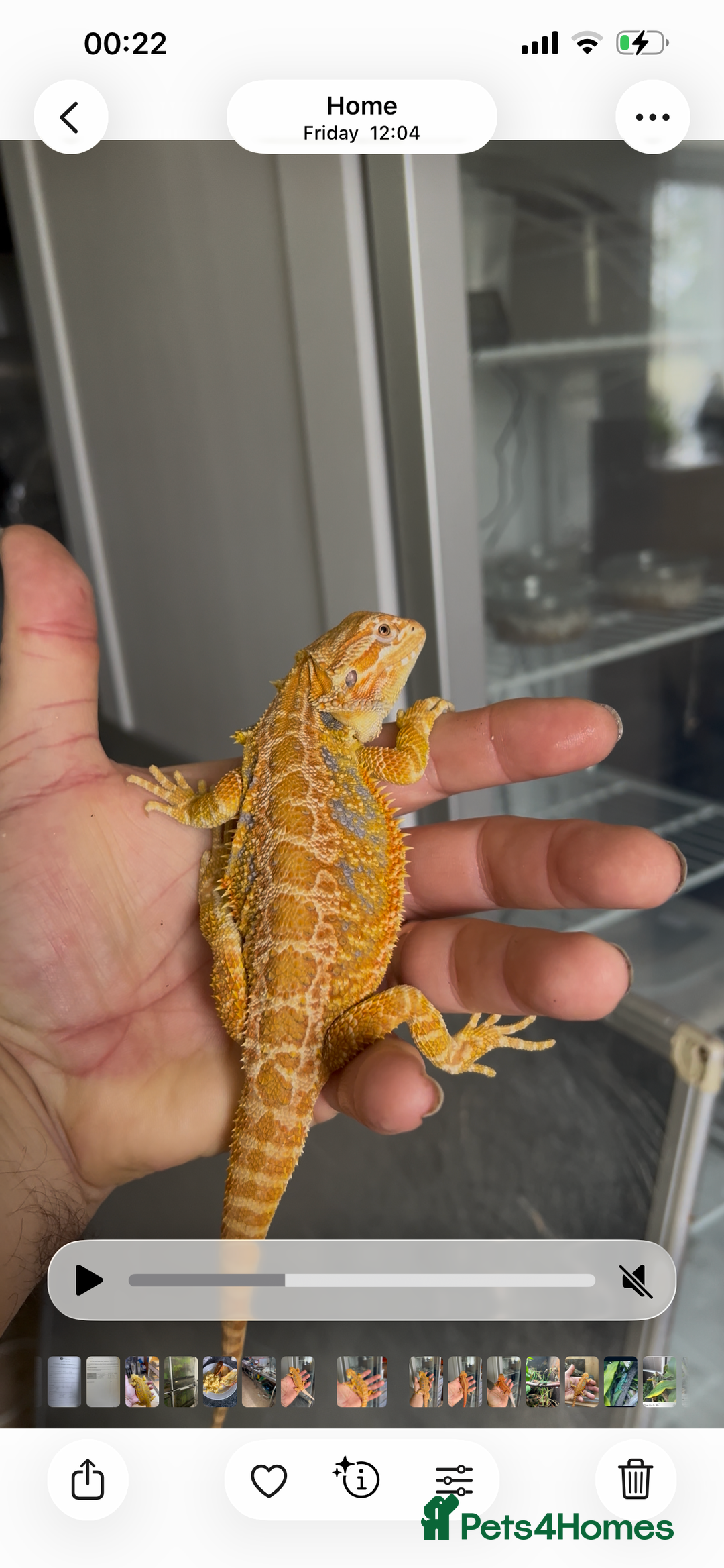 Bearded Dragon reptiles for sale: Hi end bearded dragons - Advert 5