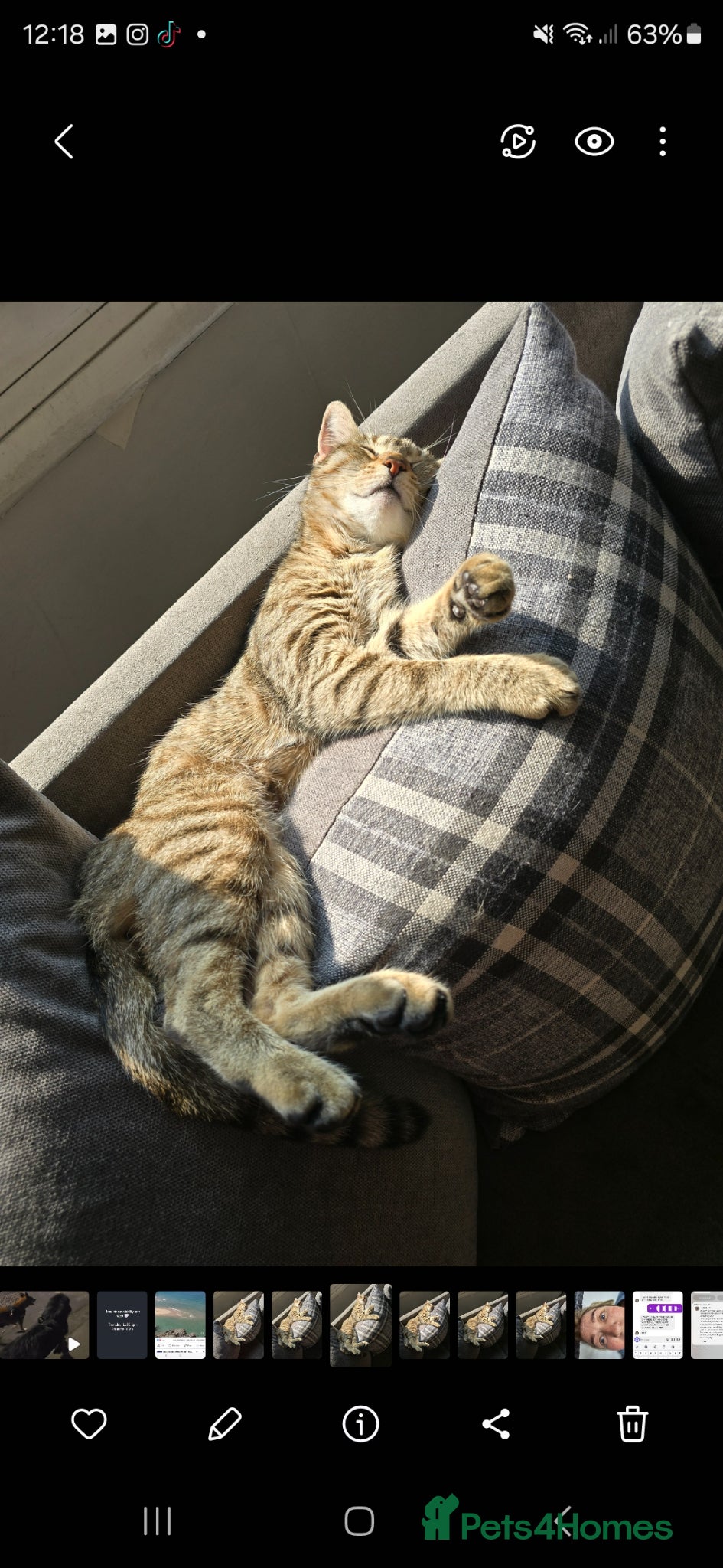 Bengal cats Gorgeous Kittens Looking for forever homes  - Advert 6