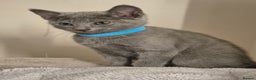 Russian Blue cats for sale: Amazing Russian Blue kittens 💙 - Advert 3