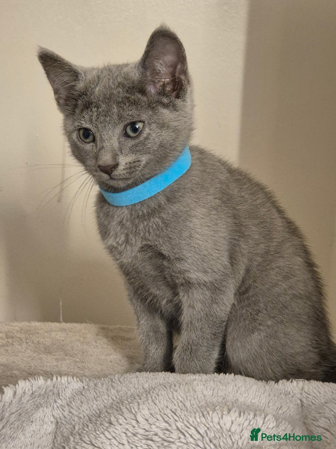 Russian Blue cats for sale: Amazing Russian Blue kittens 💙 - Advert 3