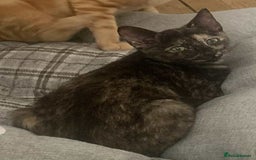 Mixed Breed cats for sale: Sweet little kitten - Image 8