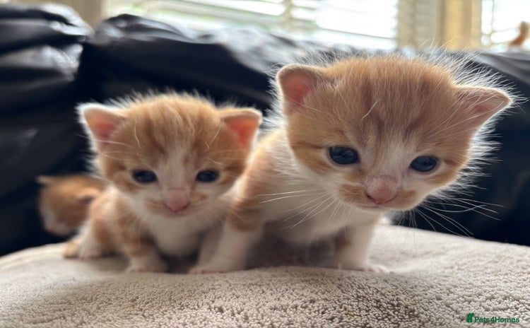 Domestic Shorthair cats - Advert 18