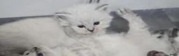 Maine Coon cats for sale: Mainecoon/ragdoll - Advert 8
