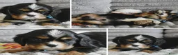 Cavalier King Charles Spaniel dogs for sale: Beautiful Cavalier King Charles Spaniel Puppies in Basingstoke - Advert 7