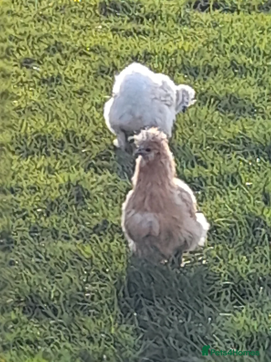 Chickens poultry for sale: Silkie hens white lavender and cuckoo  in Brecon - Advert 2