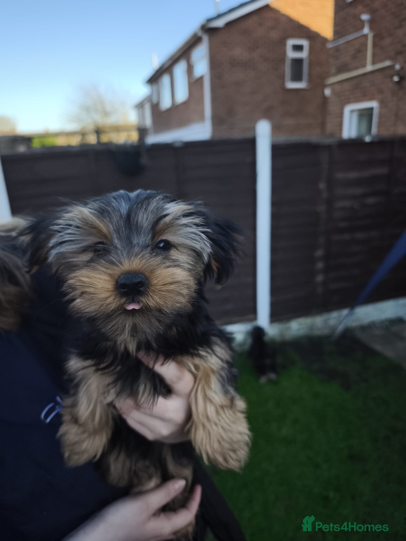 Yorkshire Terrier dogs Yorkshire Terrier–microchipped,vaccine,vet checked - Advert 2