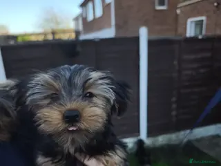 Yorkshire Terrier dogs Yorkshire Terrier–microchipped,vaccine,vet checked - Advert 4