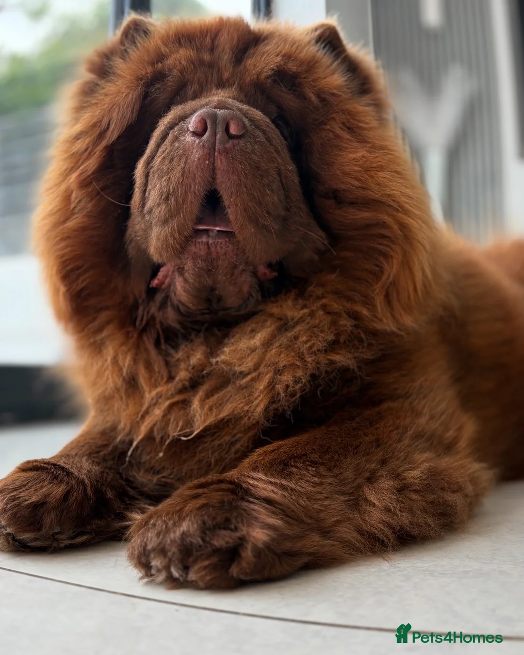 Chow Chow dogs for stud: HERSHEY the famous chocolate carrying blue. in Cheltenham - Advert 6