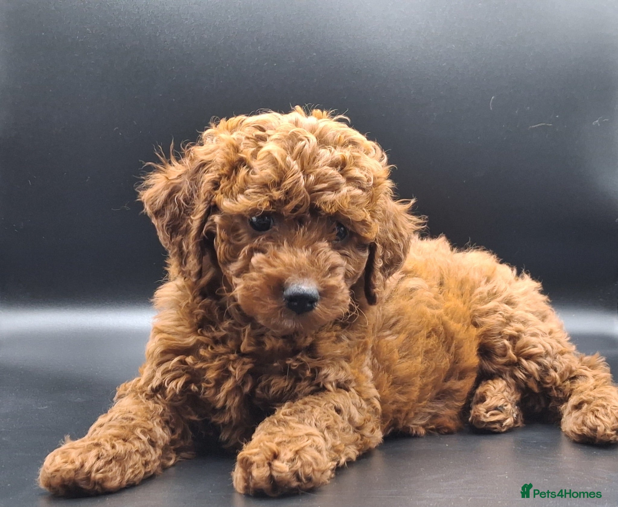 Cavapoo dogs Stunning Micro Asian Poodle x Cavapoo F1B puppies - Advert 2