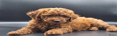 Cavapoo 1