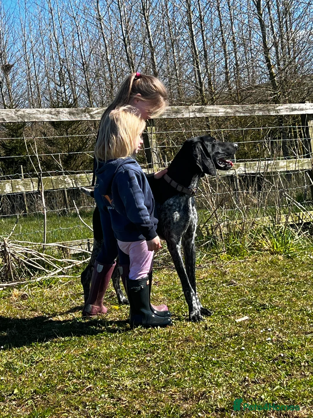 German Shorthaired Pointer dogs for stud: KC Reg German Shorthair Pointer for Stud in Bridlington - Advert 10