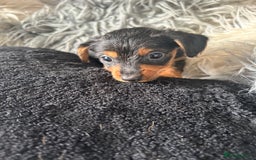 Mixed Breed dogs for sale: Miniature Dorkies - Image 21