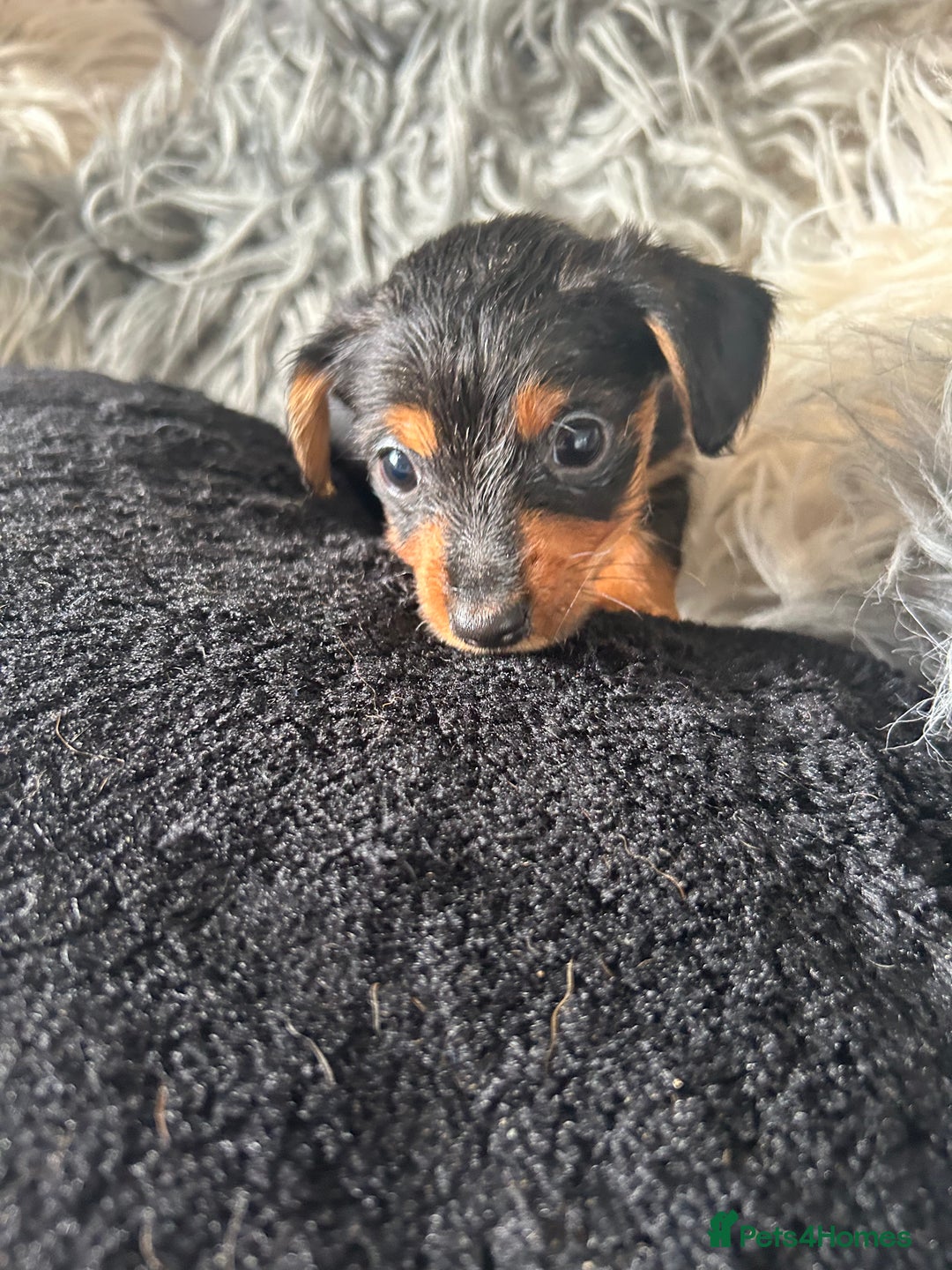 Mixed Breed dogs for sale: Miniature Dorkies - Image 21
