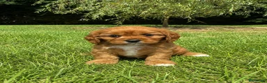 Cavapoochon 4