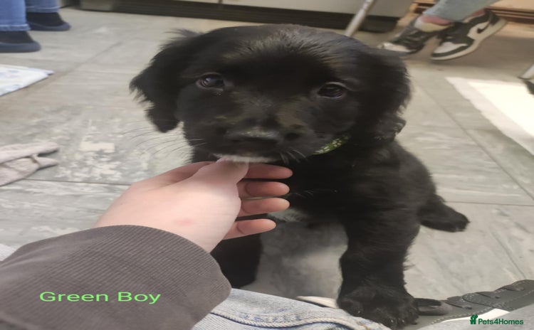 Mixed Breed dogs - Advert 10