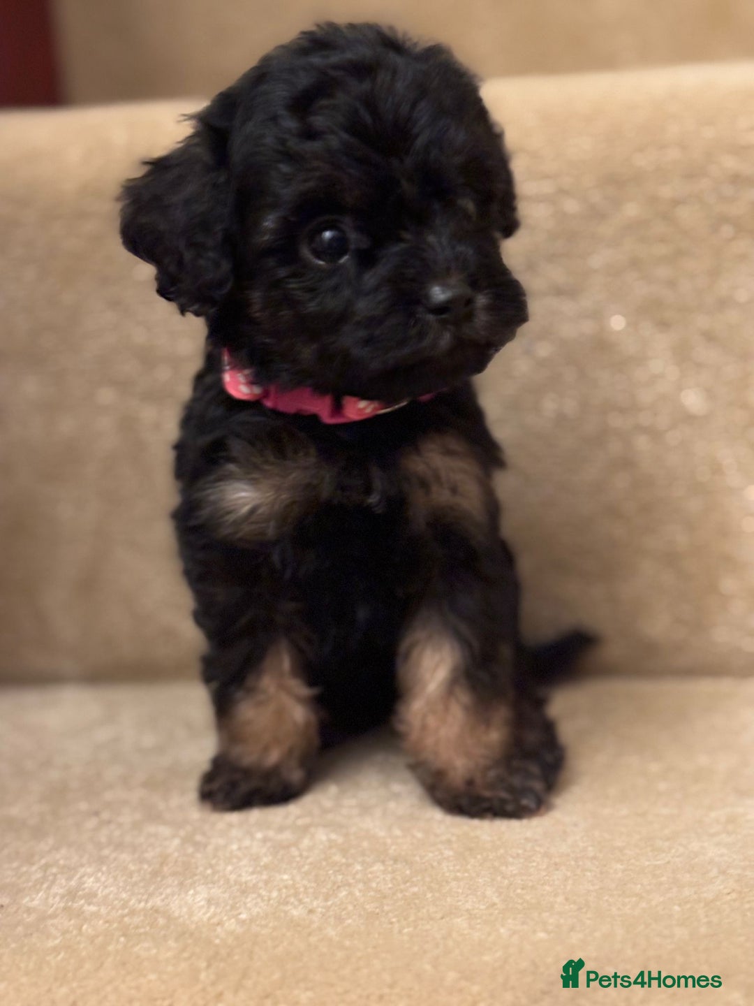 Cavapoo dogs for sale: F1A Cavapoos - Advert 22