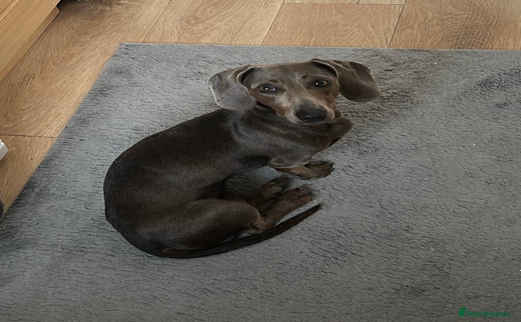 Miniature Dachshund dogs - Advert 1